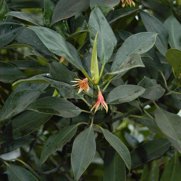 Manfaat Pohon Mangrove / Bakau untuk Kesehatan