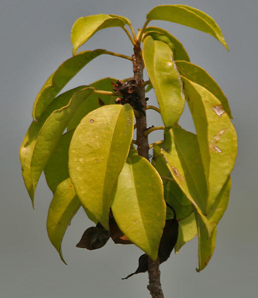 Manfaat Pohon Mangrove / Bakau untuk Kesehatan