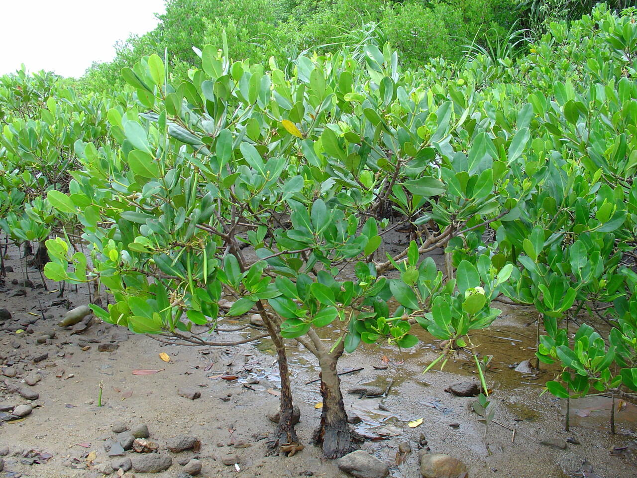 Manfaat Pohon Mangrove / Bakau untuk Kesehatan