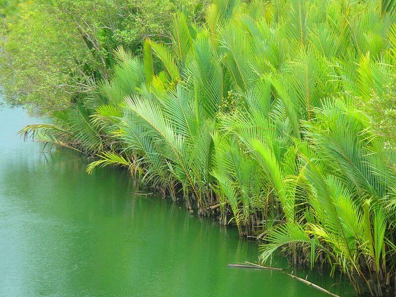 Manfaat Pohon Mangrove / Bakau untuk Kesehatan