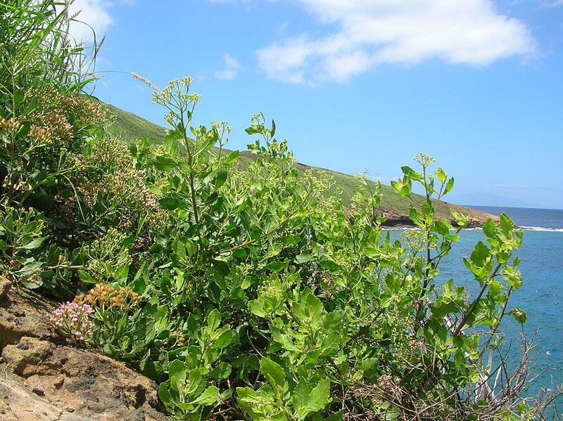 Manfaat Pohon Mangrove / Bakau untuk Kesehatan