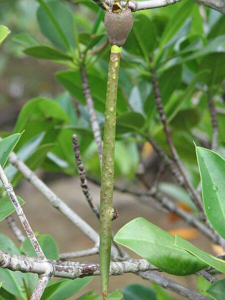 Manfaat Pohon Mangrove / Bakau untuk Kesehatan