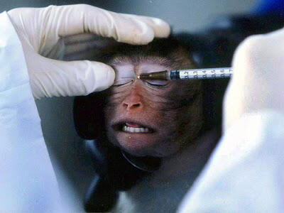 Fakta Seputar Animal Testing &#91;Yang belum tau masuk&#93;