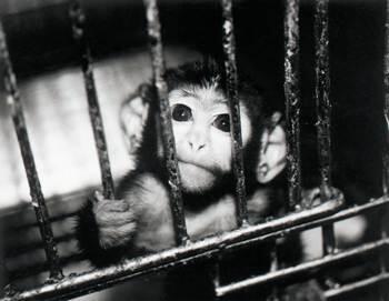 Fakta Seputar Animal Testing &#91;Yang belum tau masuk&#93;