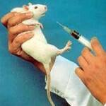 Fakta Seputar Animal Testing &#91;Yang belum tau masuk&#93;