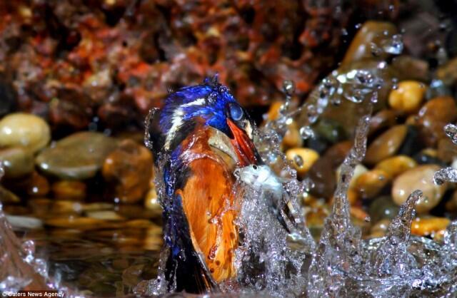 Foto-Foto Burung Pekakak, burung cantik pemburu ikan