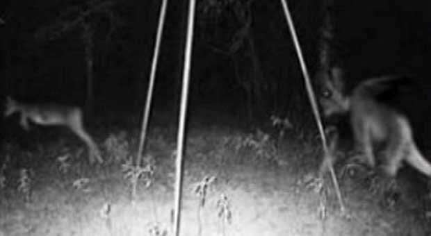 Makhluk Cryptids - Jersey Devil