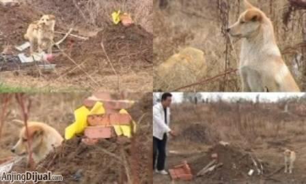 Kesetiaan Anjing yang akan Menguras Air Mata Anda