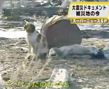 Kesetiaan Anjing yang akan Menguras Air Mata Anda