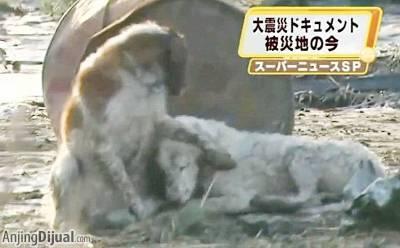 Kesetiaan Anjing yang akan Menguras Air Mata Anda