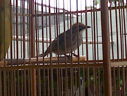 jual cepat cuca rawa body ramping