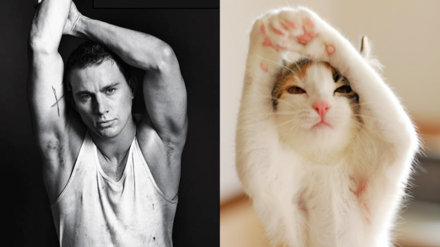 Hot &amp; Lucu ...... Cowok &amp; Kucing