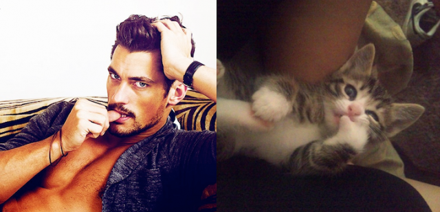 Hot &amp; Lucu ...... Cowok &amp; Kucing