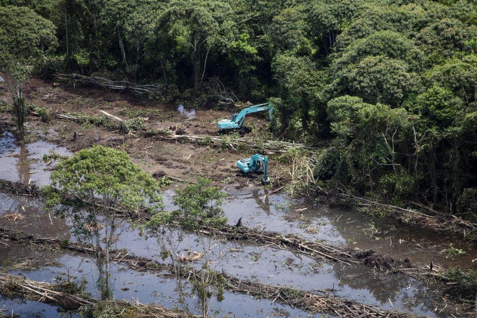 Pemasok Wilmar, Tertangkap Basah Menghancurkan Hutan Kalimantan.