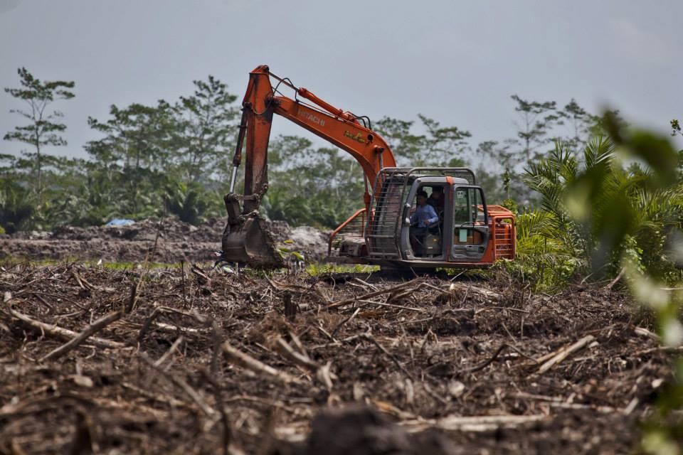 Pemasok Wilmar, Tertangkap Basah Menghancurkan Hutan Kalimantan.