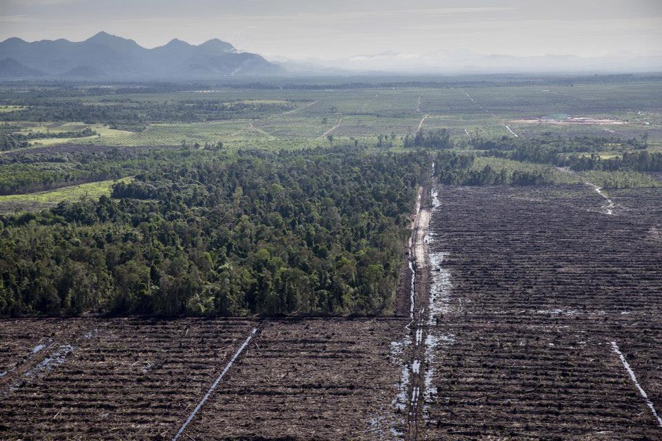 Pemasok Wilmar, Tertangkap Basah Menghancurkan Hutan Kalimantan.