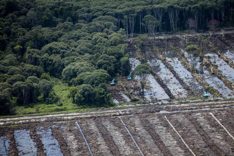 Pemasok Wilmar, Tertangkap Basah Menghancurkan Hutan Kalimantan.