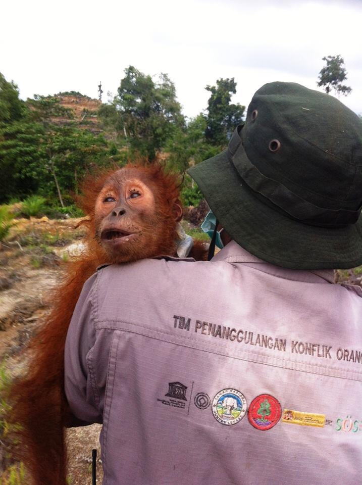Pemasok Wilmar, Tertangkap Basah Menghancurkan Hutan Kalimantan.