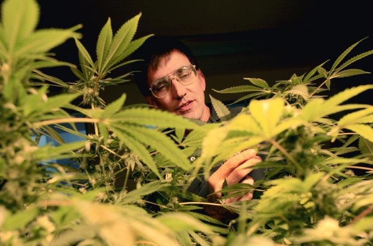Permasalahan Tentang Ganja atau Mariyuana di Amerika