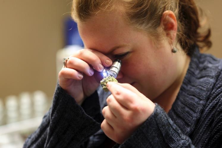 Permasalahan Tentang Ganja atau Mariyuana di Amerika