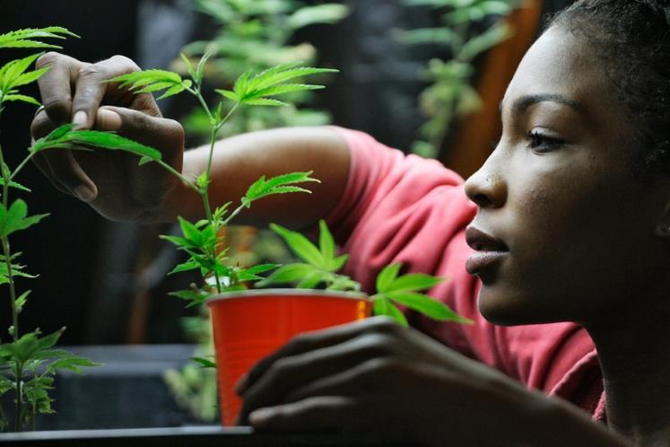 Permasalahan Tentang Ganja atau Mariyuana di Amerika
