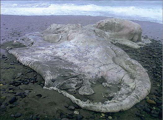 10 Mayat dari Mahluk Paling Misterius