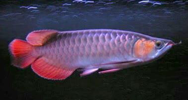 WANITA BERDASARKAN JENIS IKAN GAN