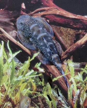 WANITA BERDASARKAN JENIS IKAN GAN