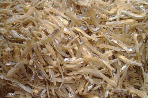 WANITA BERDASARKAN JENIS IKAN GAN