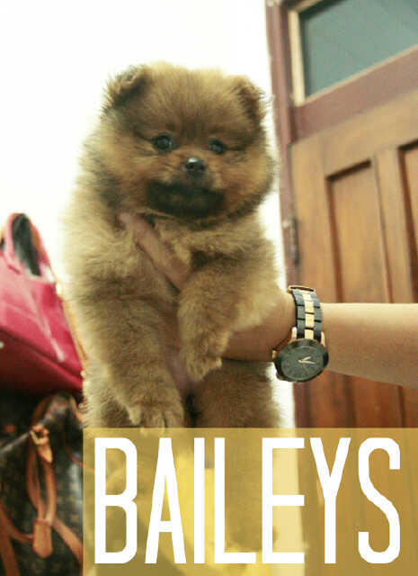 jual mini pom murah