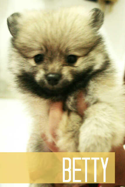 jual mini pom murah