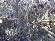 Jual biji/bibit tanaman exotic