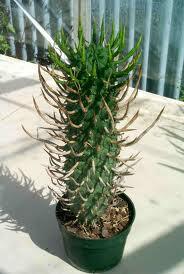 Jual biji/bibit tanaman exotic