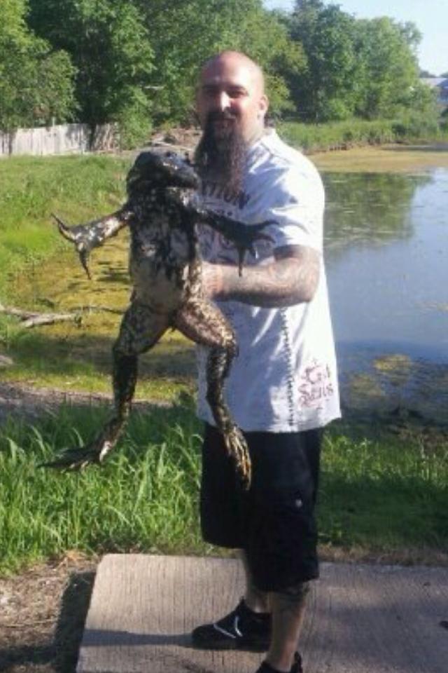 kodok besar itu namanya BULL FROG