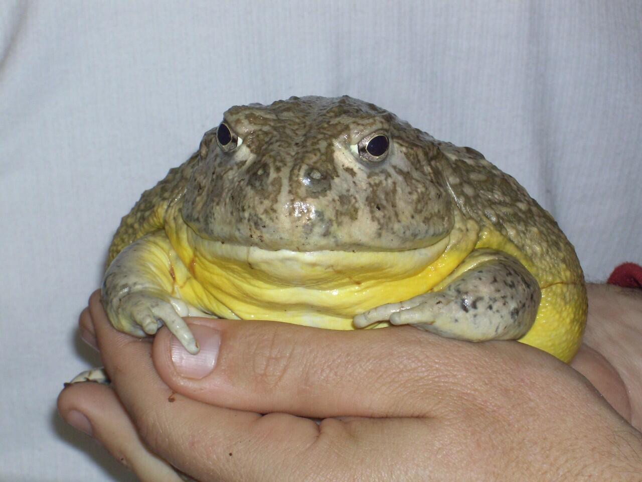kodok besar itu namanya BULL FROG