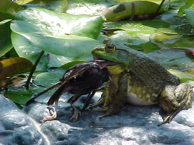 kodok besar itu namanya BULL FROG