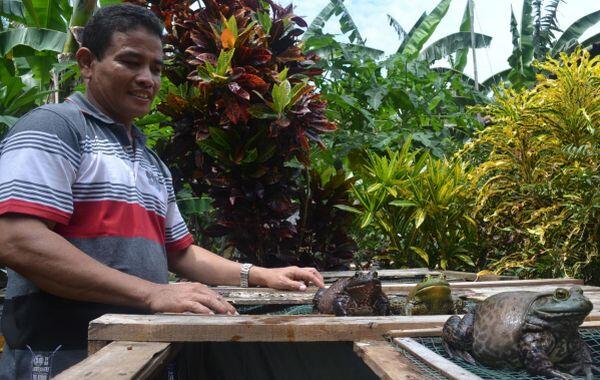 kodok besar itu namanya BULL FROG