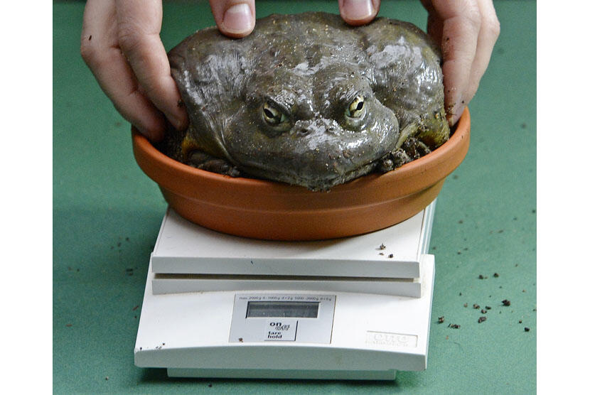 kodok besar itu namanya BULL FROG