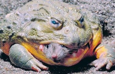 kodok besar itu namanya BULL FROG