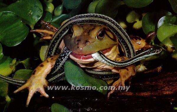 kodok besar itu namanya BULL FROG
