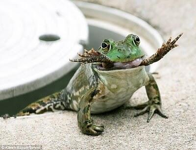 kodok besar itu namanya BULL FROG