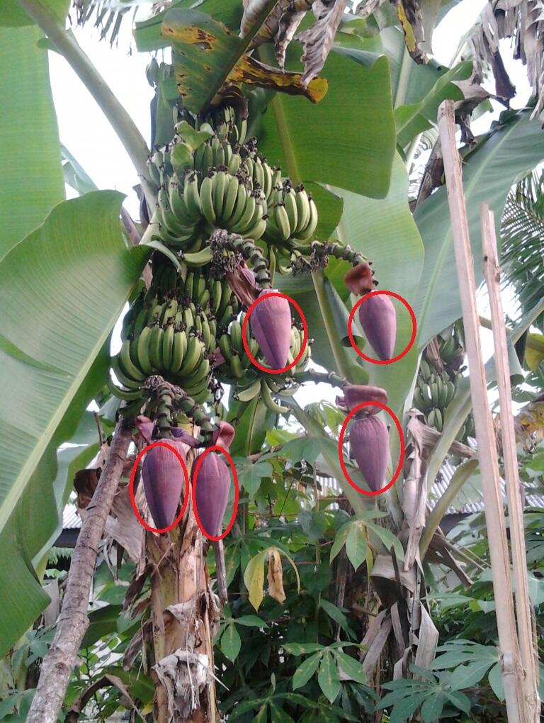 Pohon pisang berjantung 5