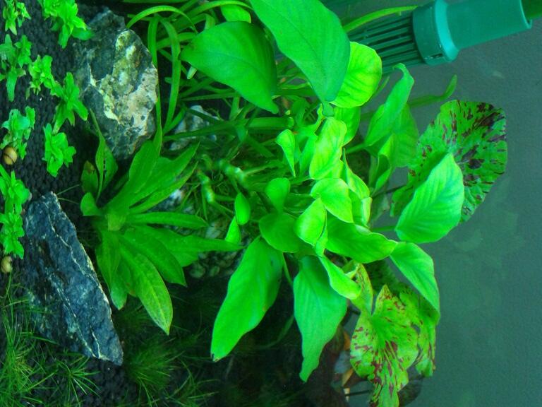 PUPUK CAIR TANAMAN AIR AQUASCAPE (SUPER AQUATIC PLANTS)