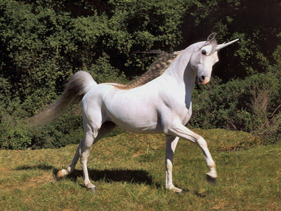 970+ Foto Penampakan Unicorn Asli HD Terbaru