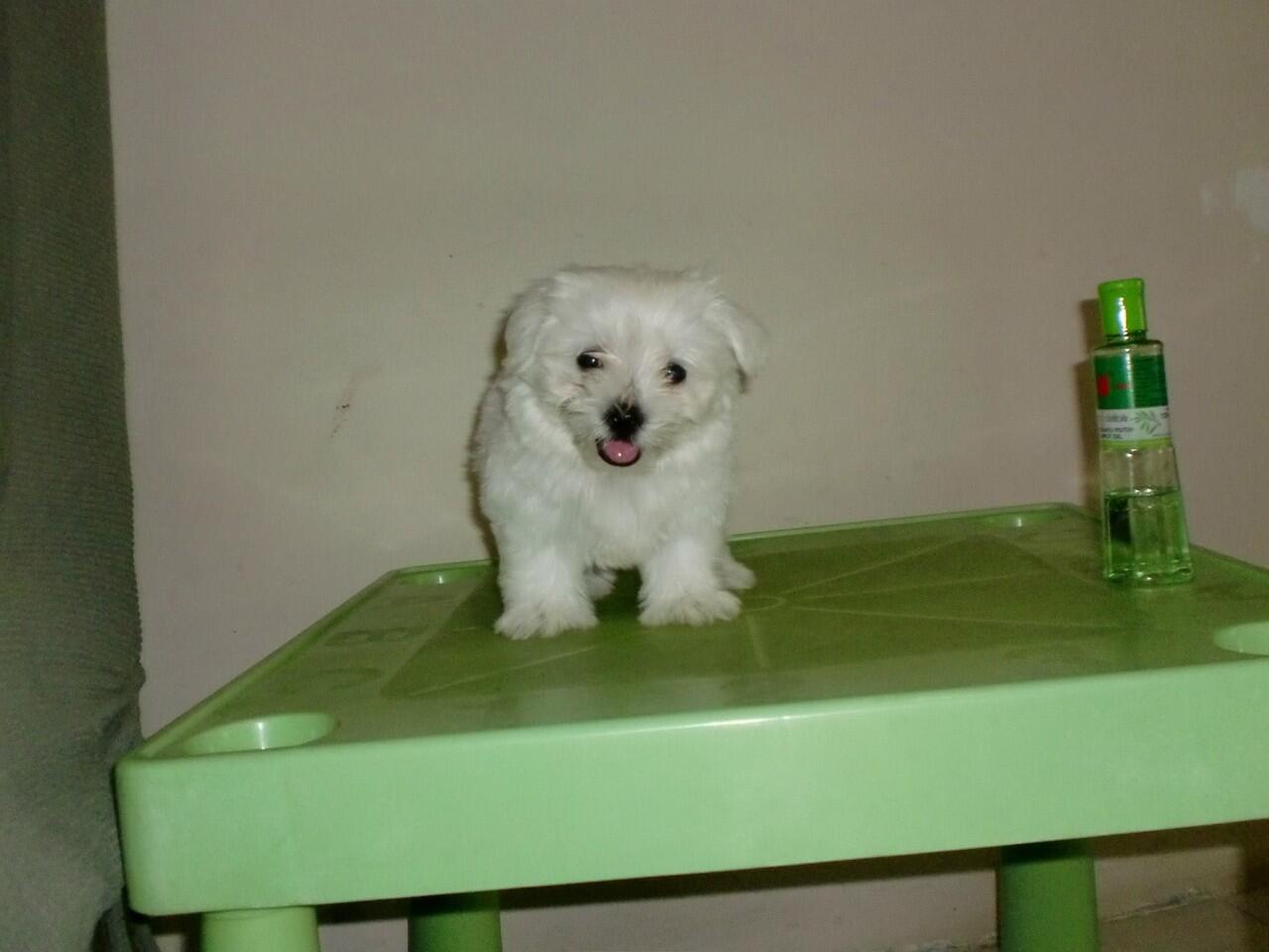 Sale Maltese 3 Ekor Betina