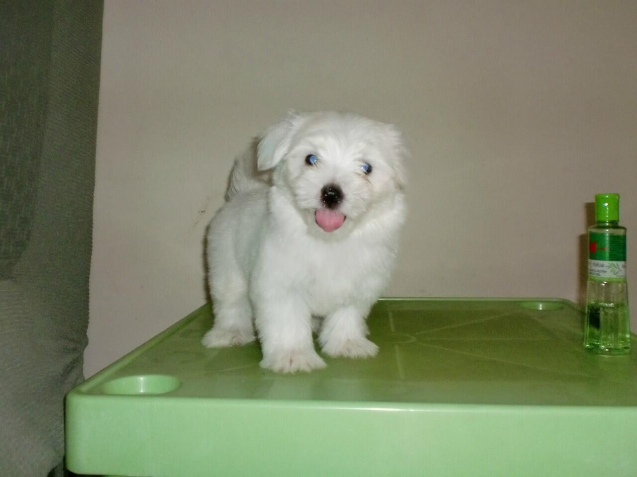 Sale Maltese 3 Ekor Betina