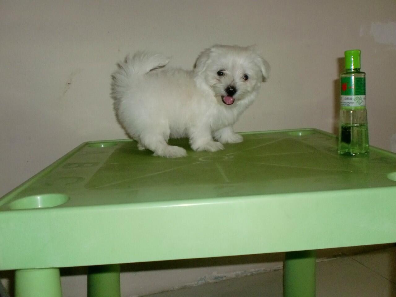 Sale Maltese 3 Ekor Betina
