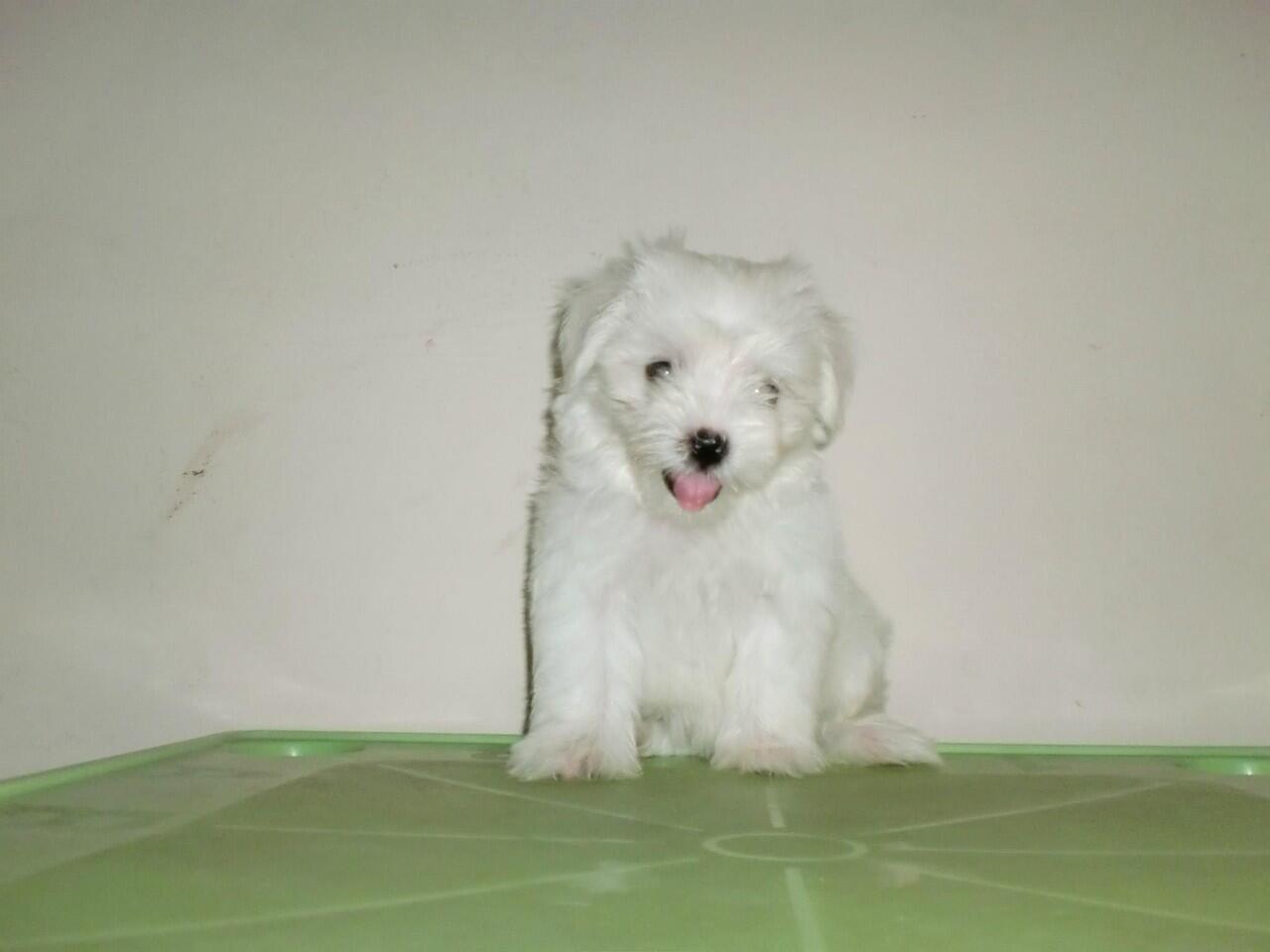 Sale Maltese 3 Ekor Betina