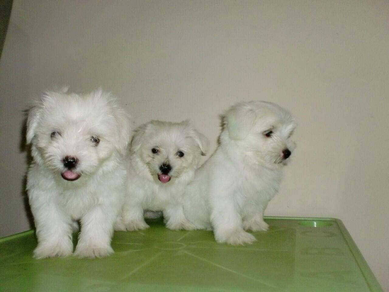 Sale Maltese 3 Ekor Betina