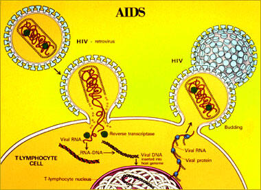 Mengulik Sejarah Dan Fakta Unik Hari AIDS Sedunia 1 Desember gan